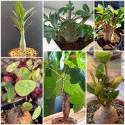 Caudex Succulent Seeds - All In One For Home Gardens