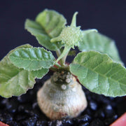 Caudex Succulent Seeds - All In One For Home Gardens