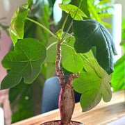 Caudex Succulent Seeds - Flower Plant