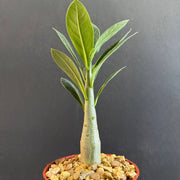 Caudex Succulent Seeds - All In One For Home Gardens
