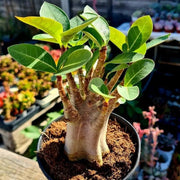 Caudex Succulent Seeds - Flower Plant