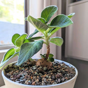 Caudex Succulent Seeds - Flower Plant