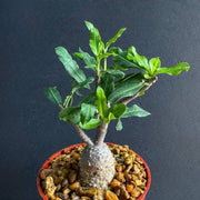 Caudex Succulent Seeds - All In One For Home Gardens