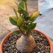 Caudex Succulent Seeds - All In One For Home Gardens