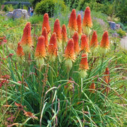 Wildflower Mix Caulescens Seeds