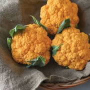 Orange Seeds, Brassica oleracea var. botrytis