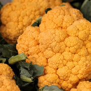 Orange Seeds, Brassica oleracea var. botrytis