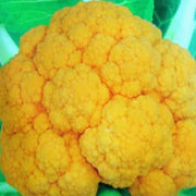 Orange Seeds, Brassica oleracea var. botrytis