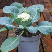 Cauliflower Seeds - All In One For Home Gardens