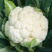 Cauliflower Seeds - All In One For Home Gardens