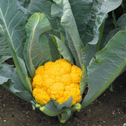 Yellow Cauliflower Seeds