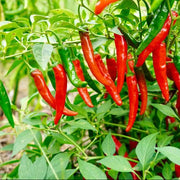 Short Cayenne Pepper Seeds