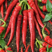 Long Red Slim Cayenne Pepper Seeds