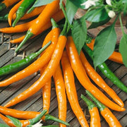Heirloom Cayenne Pepper Seeds