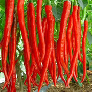 Long Red Hot Cayenne Pepper Seeds