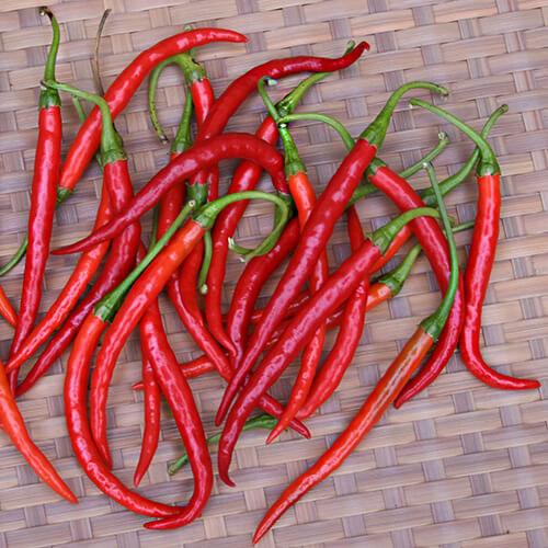 Long Red Slim Cayenne Pepper Seeds