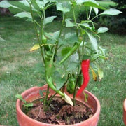 Cayenne Pepper Seeds - All In One For Home Gardens