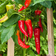 Cayenne Pepper Seeds - All In One For Home Gardens