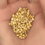 Cayenne Pepper Seeds - All In One For Home Gardens