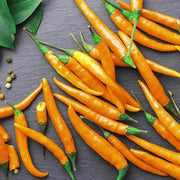 Heirloom Cayenne Pepper Seeds