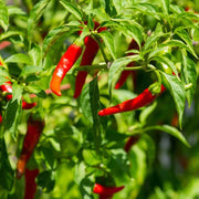 Short Cayenne Pepper Seeds