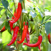 Short Cayenne Pepper Seeds
