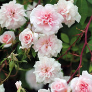 Pink Climbing Rose Cecile Brunner Seeds