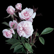 Pink Climbing Rose Cecile Brunner Seeds