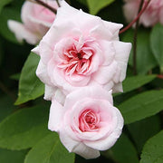 Pink Climbing Rose Cecile Brunner Seeds