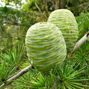 Himalayan Cedar Cedrus Deodara Seeds, Herbal