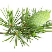 Himalayan Cedar Cedrus Deodara Seeds, Herbal
