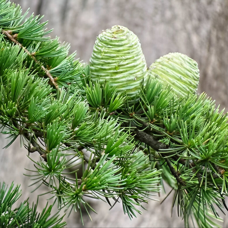 Himalayan Cedar Cedrus Deodara Seeds, Herbal