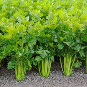 Apium graveolens Celery Seeds