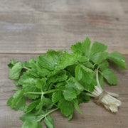 Apium graveolens Celery Seeds