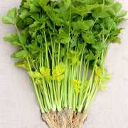 Chinese Celery Seeds