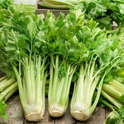 Classic Celery Seeds
