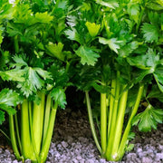 Classic Celery Seeds