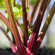 Redventure Celery Seeds, Herbal