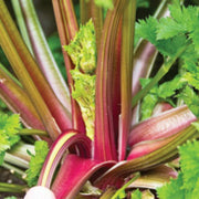 Redventure Celery Seeds, Herbal