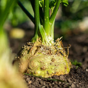 Giant Celery Root Seeds, Herbal