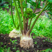 Giant Celery Root Seeds, Herbal