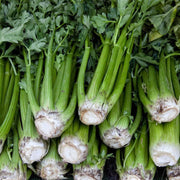 Celery Seeds - All In One For Home Gardens