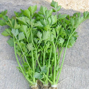 Chinese Celery Seeds