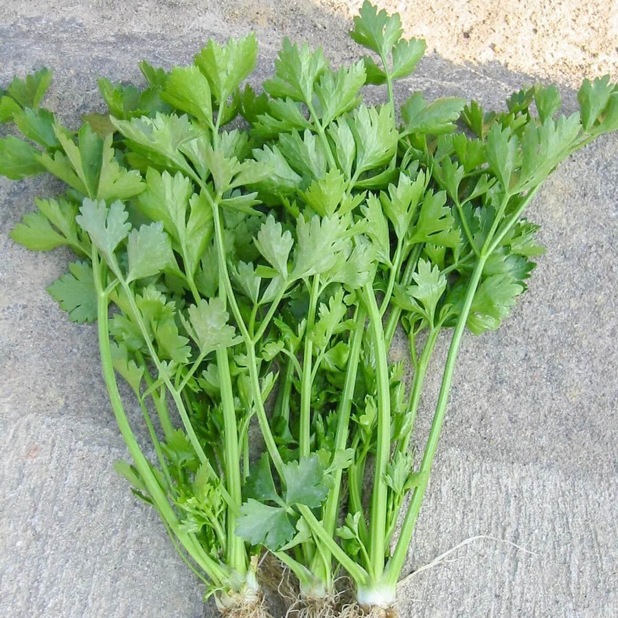 Chinese Celery Seeds