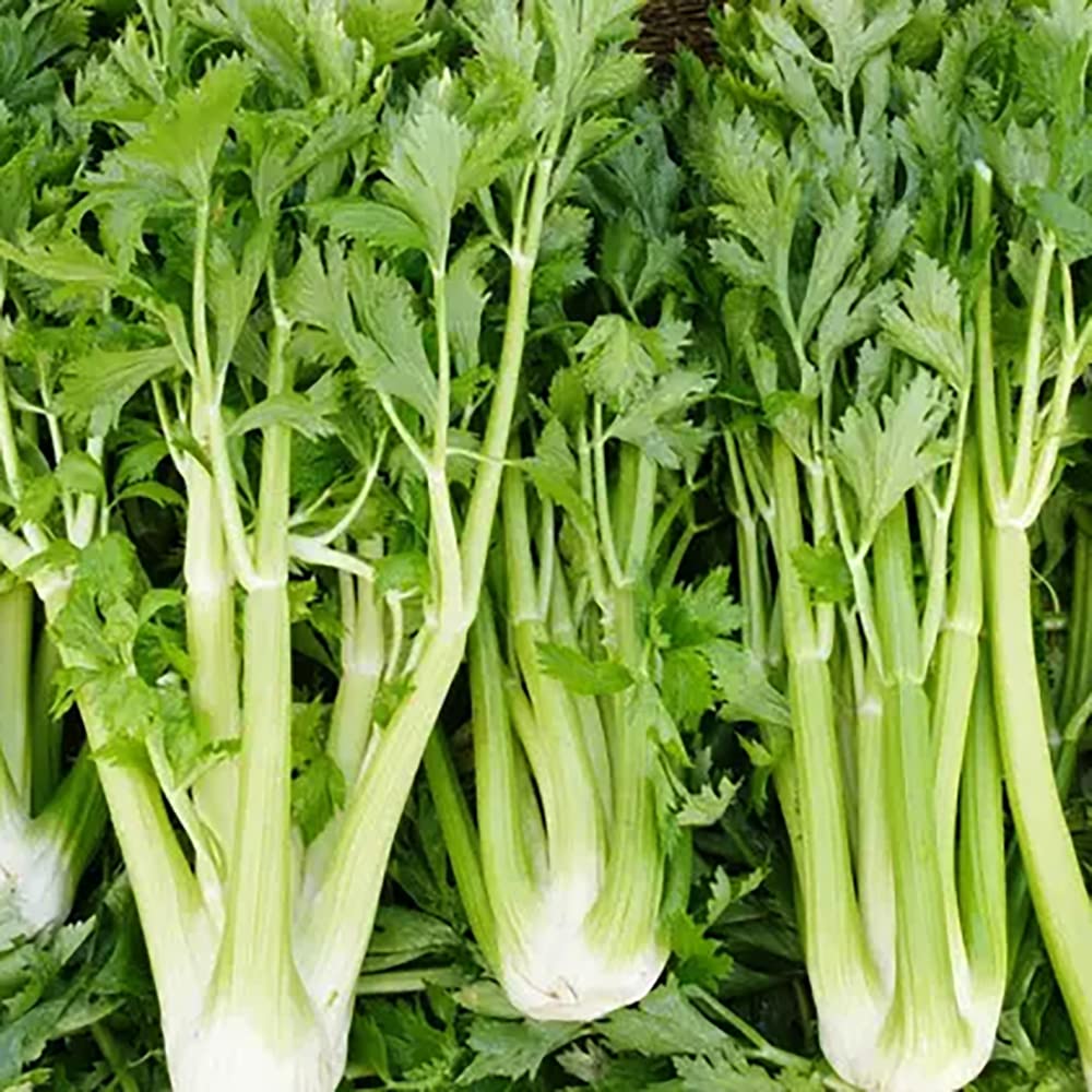 Classic Celery Seeds