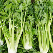 Classic Celery Seeds