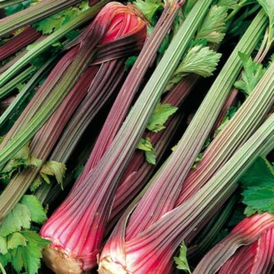 Redventure Celery Seeds, Herbal