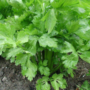 Celery Tall Utah Seeds - Vegetable Plant For Home Gardens