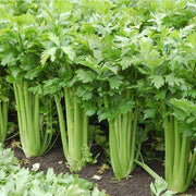 Celery Tall Utah Seeds - Vegetable Plant For Home Gardens