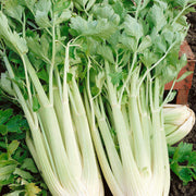 Celery Tall Utah Seeds - Vegetable Plant For Home Gardens